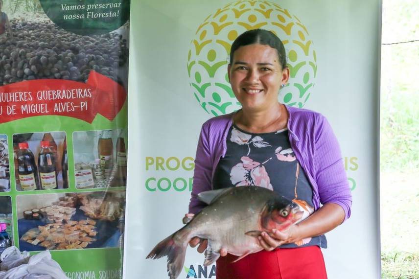 Distribuição de alevinos beneficia mais de duas mil famílias de agricultores no Piauí Distribuição de alevinos beneficia mais de duas mil famílias de agricultores no Piauí