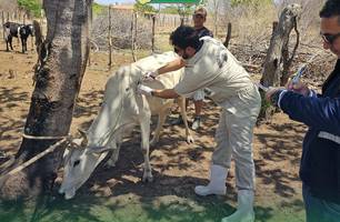 Piauí inicia maior estudo epidemiológico para diagnóstico de enfermidades bovinas (Foto: Reprodução)