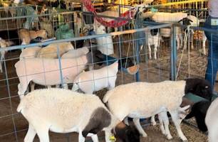 Vale do Canindé: com apoio do Governo, feira impulsiona ovinocaprinocultura (Foto: Reprodução)