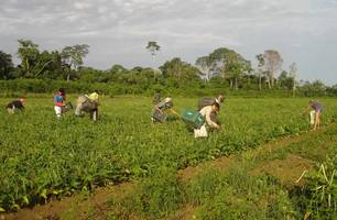 Agricultura Familiar (Foto: Embrapa Amapá)