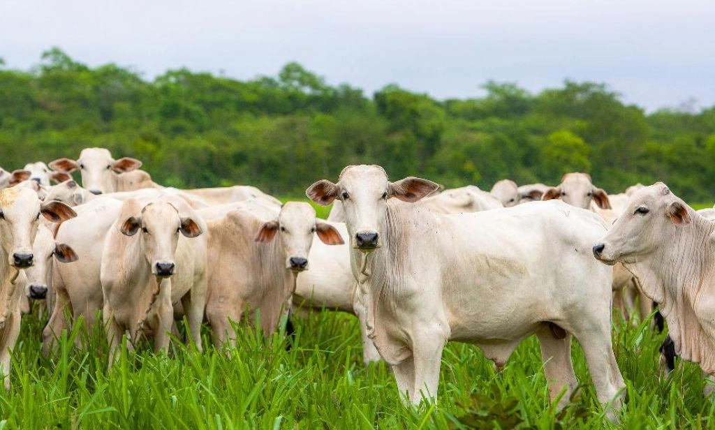 Piauí inicia campanha de atualização de rebanhos de olho em selo internacional