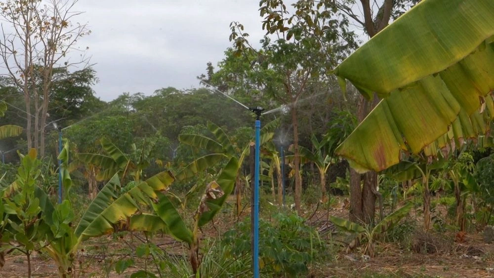 Sistemas de irrigação distribuídos pela SAF beneficiam mais de 2,6 mil famílias