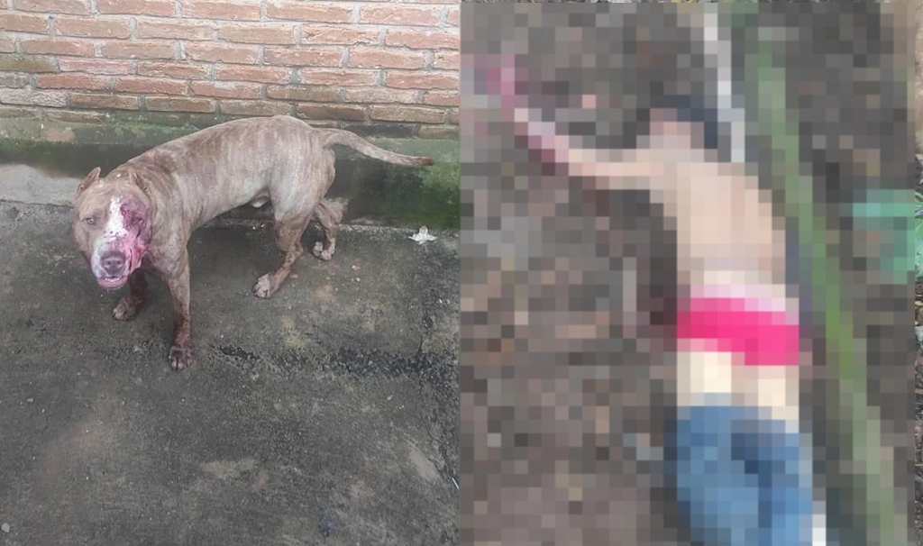 Bandido fica gravemente ferido após ser atacado por pitbull durante assalto