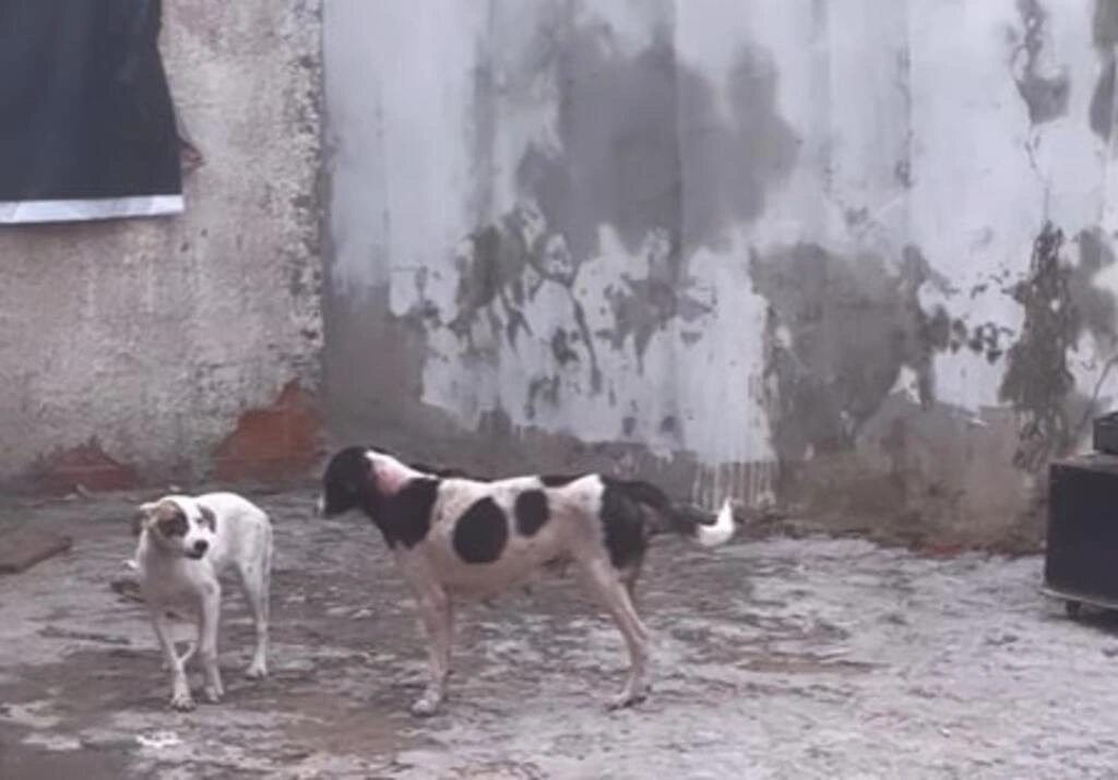 Cães são resgatados após denúncia de zoofilia e maus tratos em Teresina