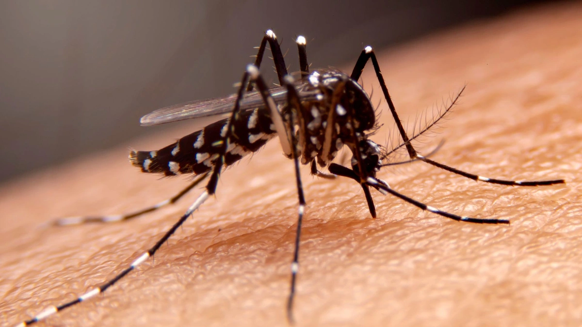 Com apenas 5 dias de vida, bebê contrai dengue e é internado em UTI