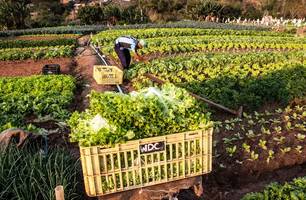 SEMED inicia chamada pública para aquisição de alimentos da agricultura familiar (Foto: Reprodução/Internet)