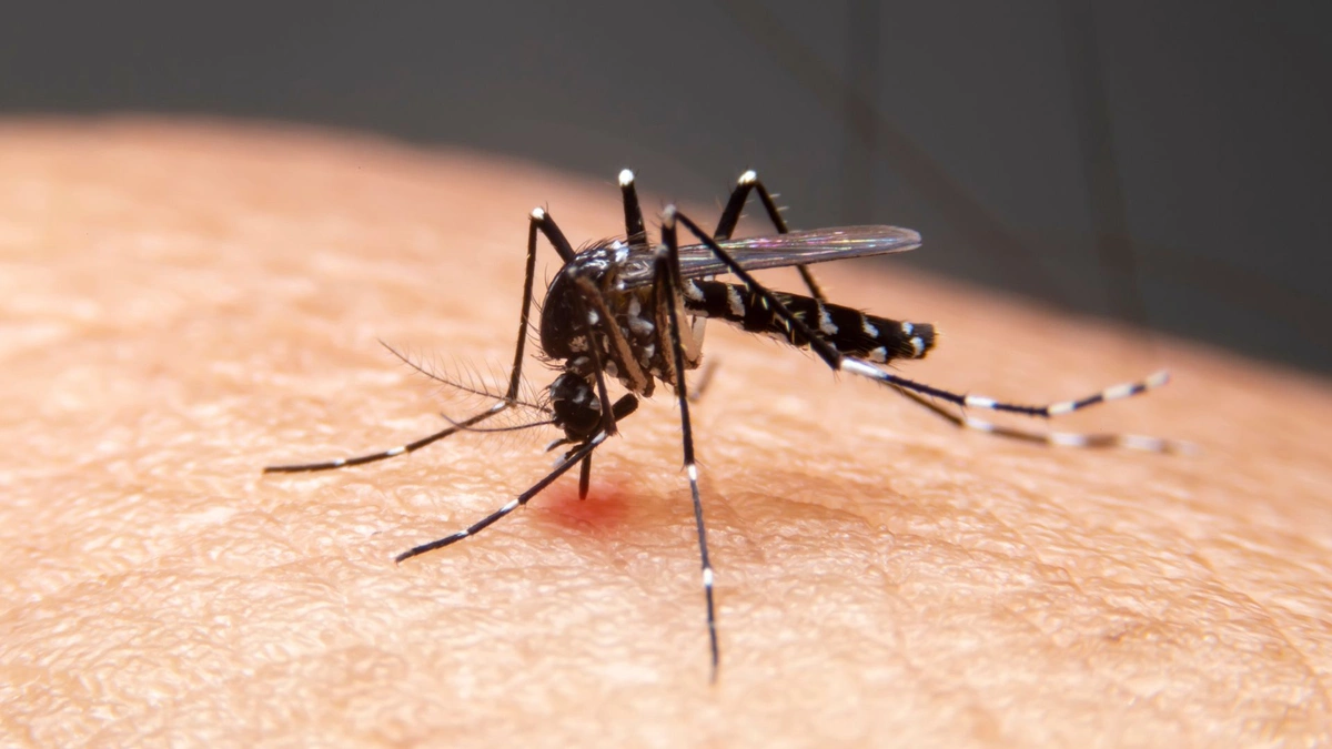 Sesapi adota medida emergencial contra aumento dos casos de dengue