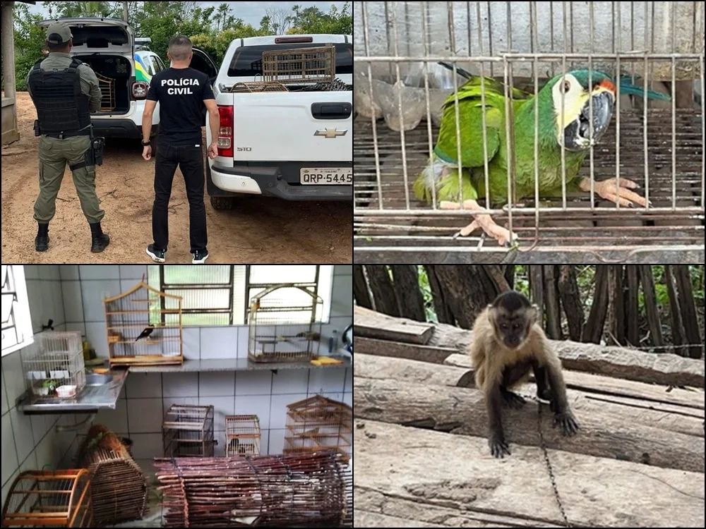 Várias aves e um macaco prego são resgatados em situação de maus-tratos no Piauí