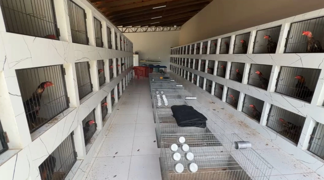 Grupo que usava rinha de galos para lavar dinheiro do tráfico é preso em Teresina