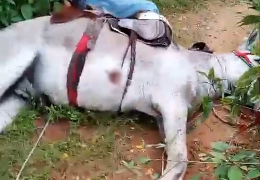 Jumento morto pela descarga elétrica