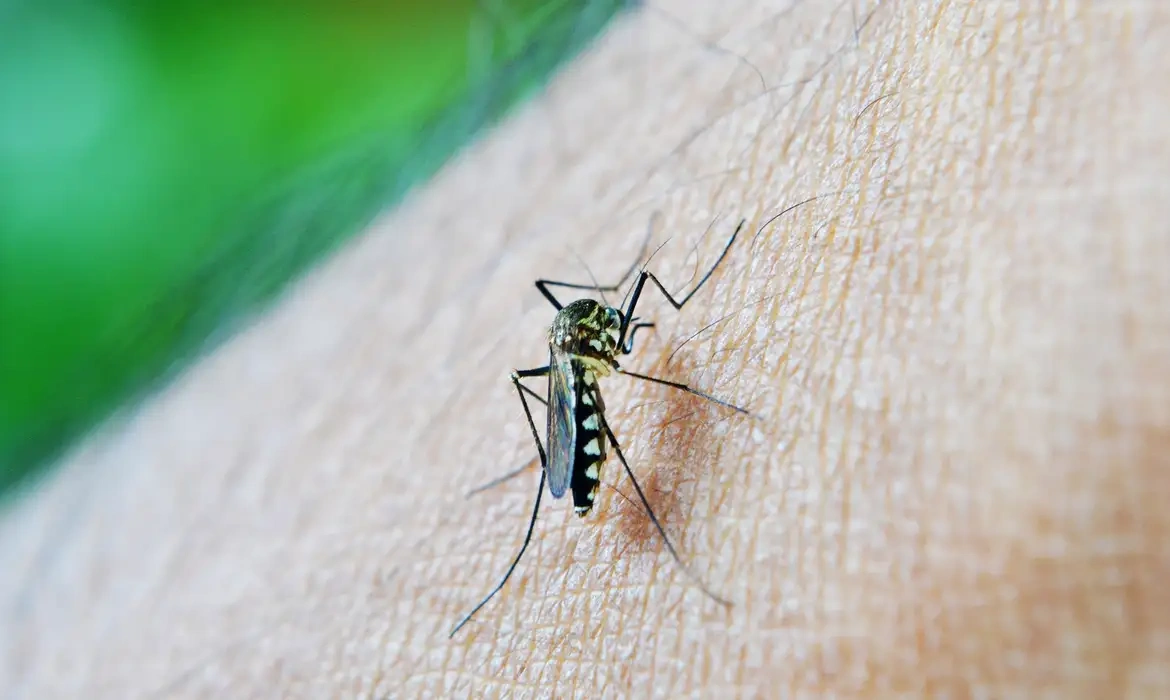 Mosquito da dengue