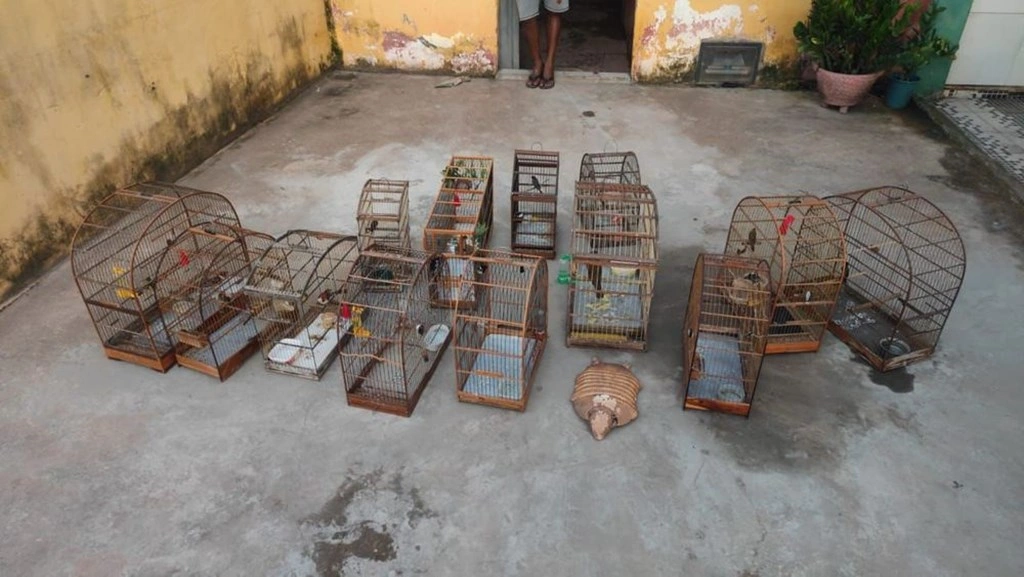 Resgate de aves silvestres em situação de cativeiros