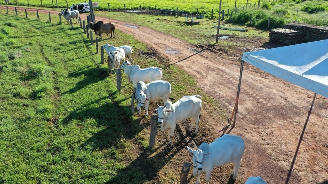 Campanha de vacinação contra febre aftosa foi iniciada nesta segunda-feira (01)