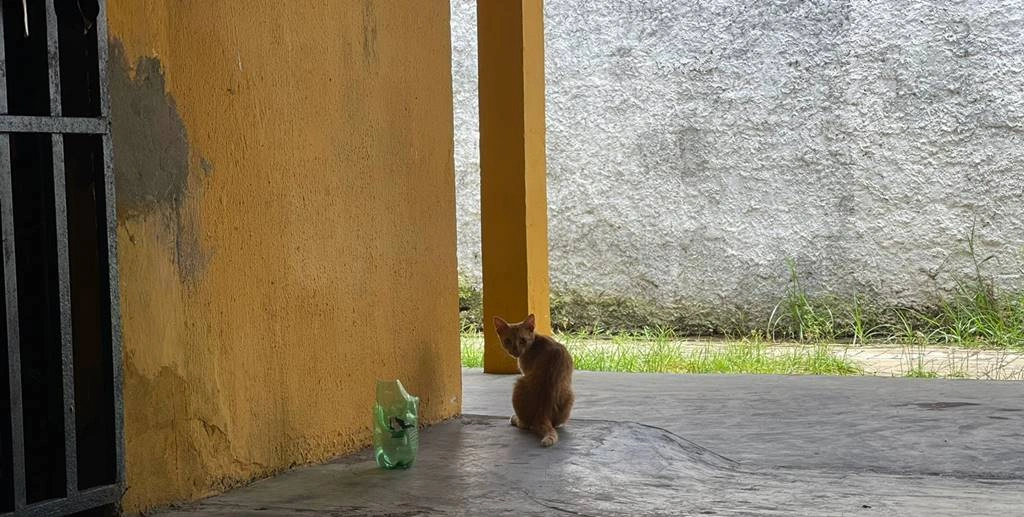 Gatinho abandonado