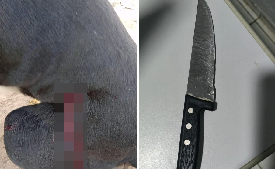Homem é preso após esfaquear cachorro na zona rural de São Gonçalo do Piauí