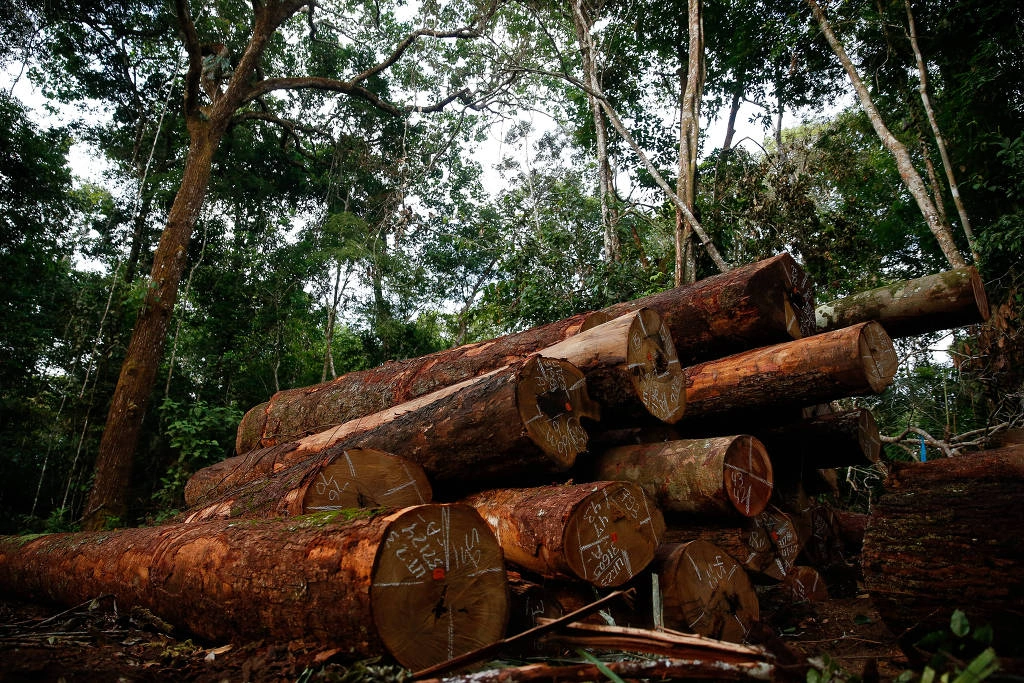 4 de cada 10 hectares de mata atlântica desmatada no Brasil em 2023 foi no Piauí