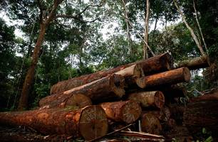 4 de cada 10 hectares de mata atlântica desmatada no Brasil em 2023 foi no Piauí (Foto: Reprodução)