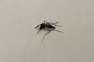 Aedes aegypti, mosquito da dengue (Foto: Maria Clara César/ Conecta Piauí)
