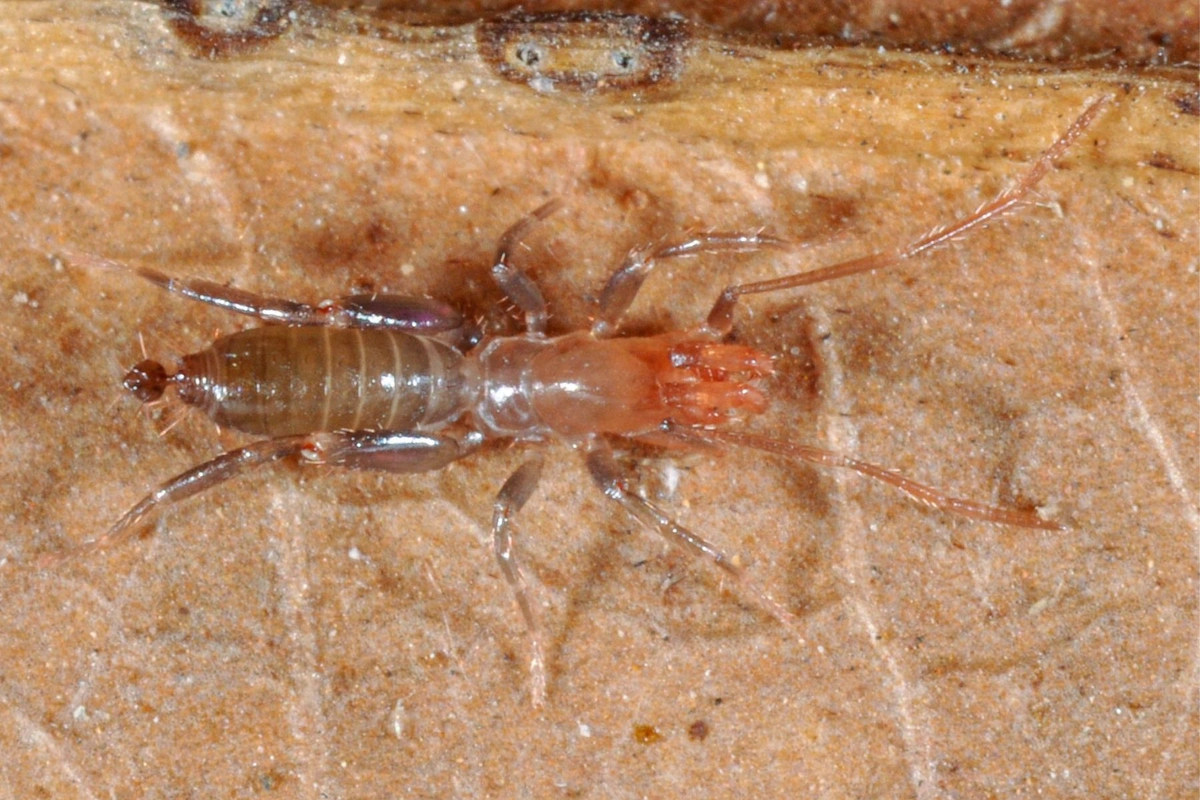 Macho da espécie Rowlandius