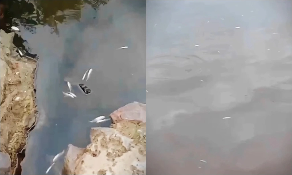 Peixes morreram afetados por veneno utilizado por pescadores