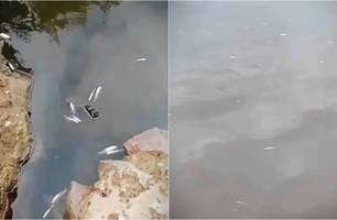 Peixes morreram afetados por veneno utilizado por pescadores (Foto: Reprodução)