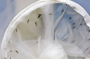 Piauí registra 18 mortes por dengue e 2024 se torna ano mais mortal da história (Foto: ONU/Dean Calma)