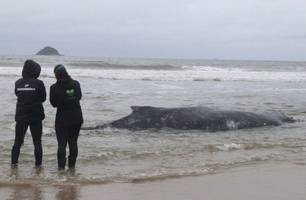 Baleia Jubarte é encontrada encalhada em praia de Santa Catarina (Foto: Divulgação)