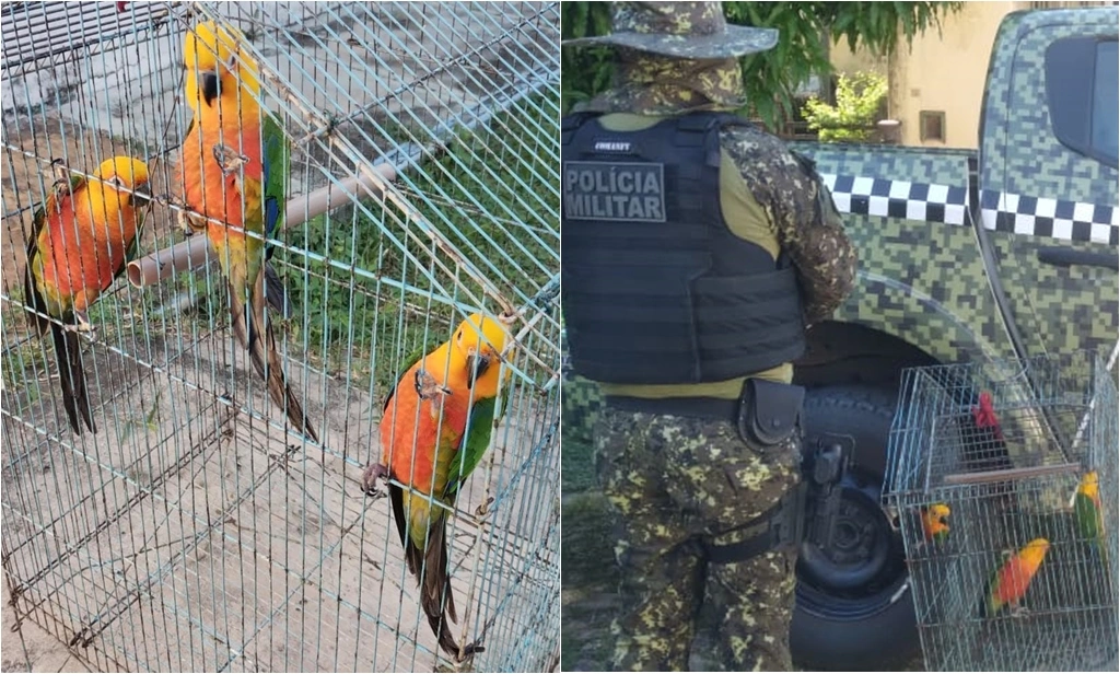 Polícia descobriu venda de animais silvestres pelo WhatsApp