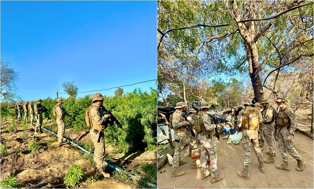 Polícia localiza roça de maconha com cerca de 5 hectares no interior do Piauí