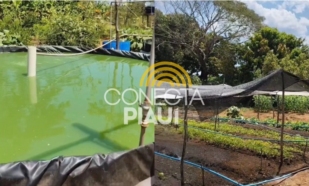 ‘Quintais Ecológicos’ levam alimentação saudável e renda a comunidades em Parnaíba