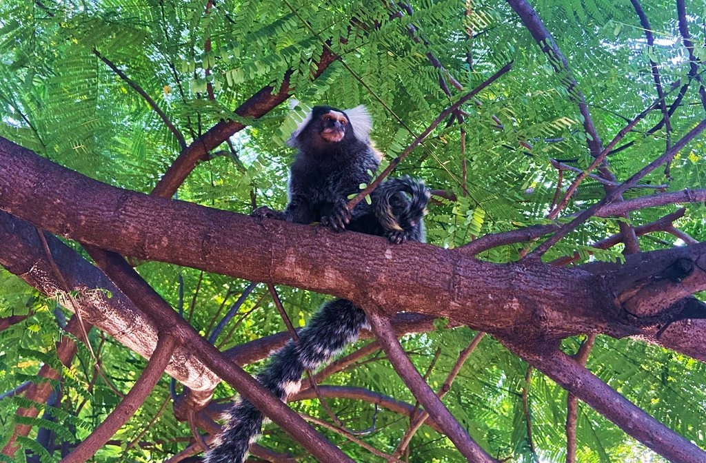 Sagui-comum