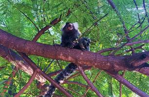 Sagui-comum (Foto: Maria Clara César/ Conecta Piauí)