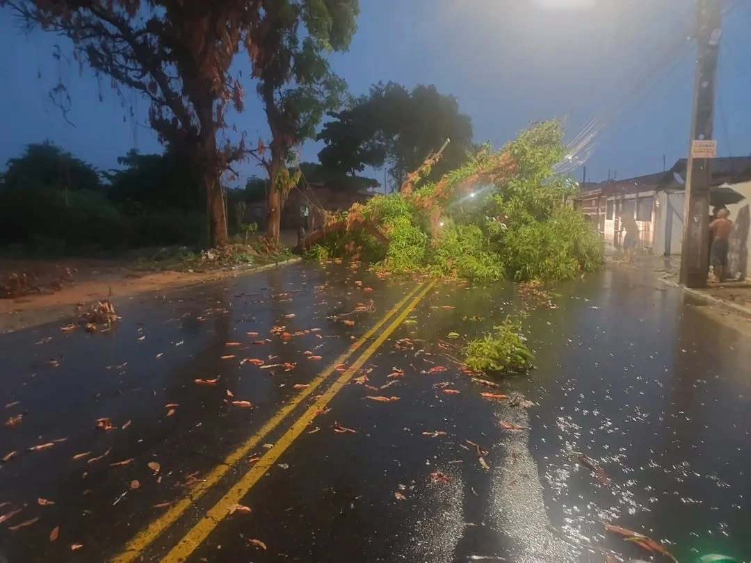 Avenida de Teresina é interditada após queda de árvore durante chuva