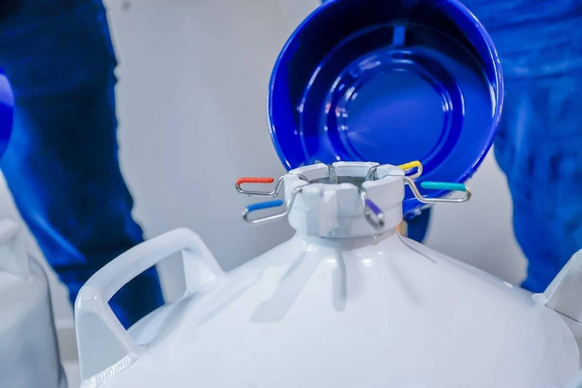 Criadores de gado no Piauí vão receber 26 mil sêmens para inseminação artificial