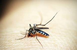Rio de Janeiro confirma primeira morte por dengue este ano (Foto: Pixabay)