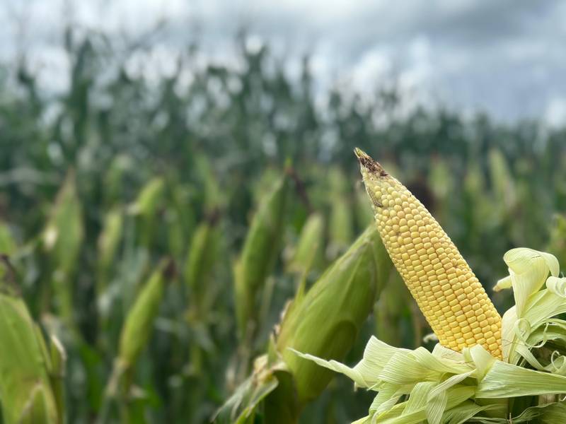 7º Dia de Campo Insolo da Fazenda Ipê reúne produtores e especialistas em Baixa Grande do Ribeiro