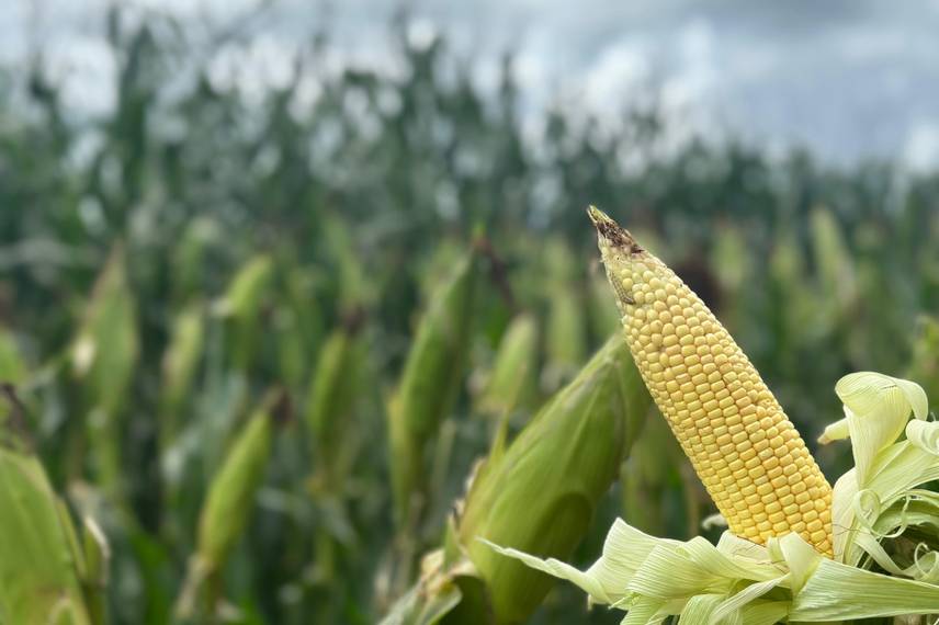 7º Dia de Campo Insolo da Fazenda Ipê reúne produtores e especialistas em Baixa Grande do Ribeiro 7º Dia de Campo Insolo da Fazenda Ipê reúne produtores e especialistas em Baixa Grande do Ribeiro