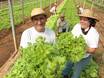SAF lança edital de R$ 5 mi para compra de alimentos da agricultura familiar