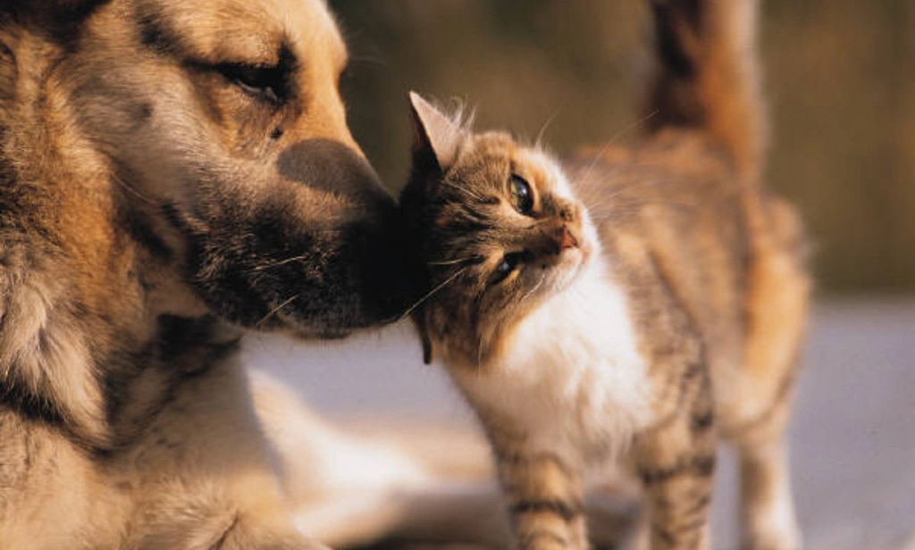 Cão e gato