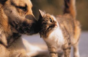 Cão e gato (Foto: Reprodução/Internet)