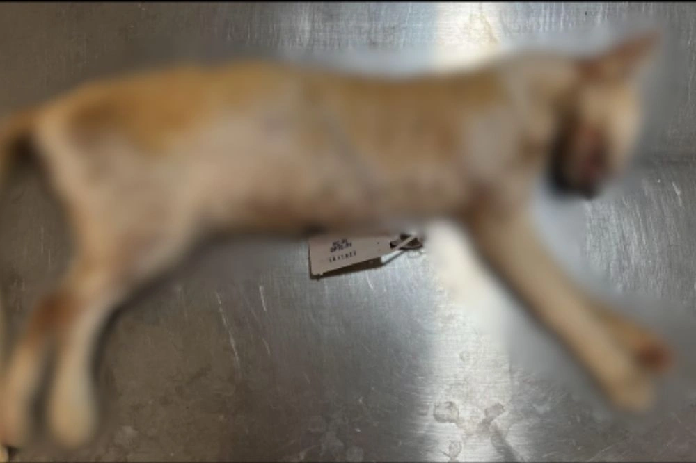 Gato envenenado em frente à casa de Lucélia