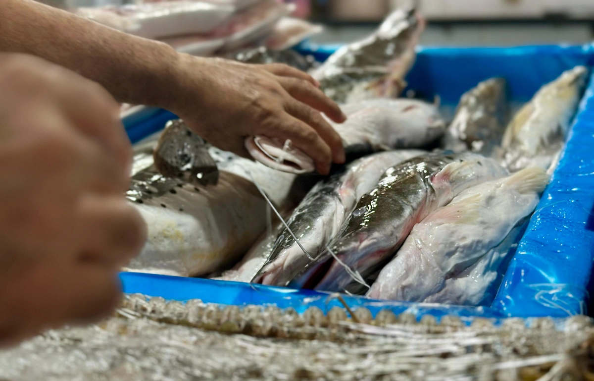 Peixes