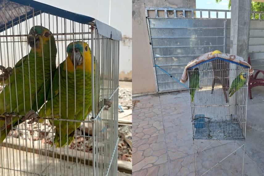 Polícia Militar do Piauí resgata papagaios mantidos em cativeiro e autua responsável Polícia Militar do Piauí resgata papagaios mantidos em cativeiro e autua responsável