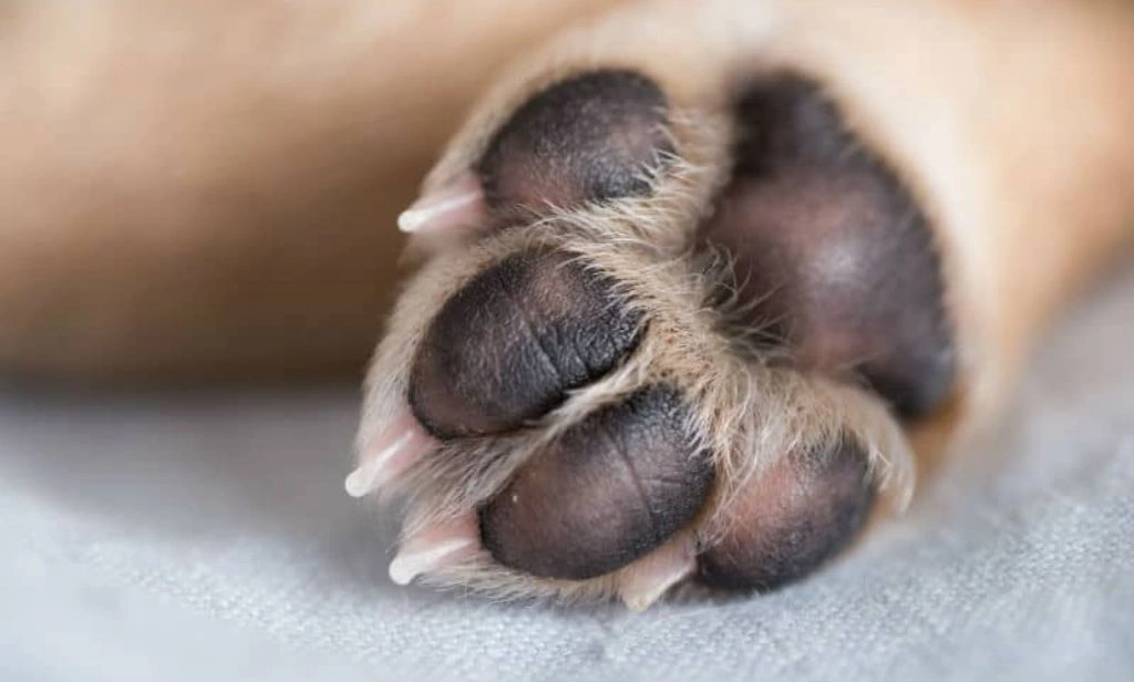 Tutor é preso após matar filhotes de cães com uma foice