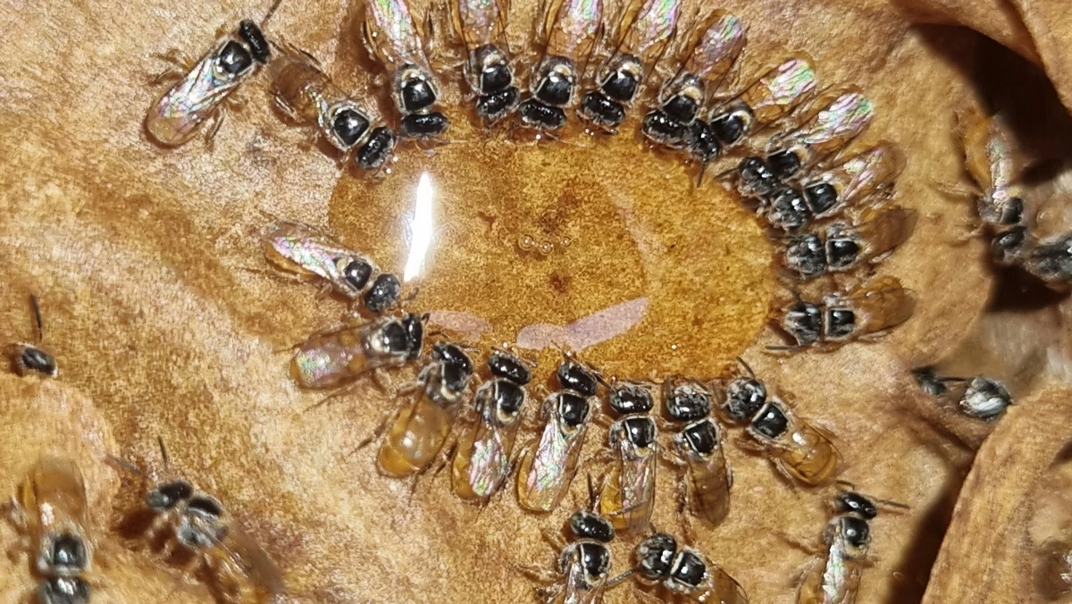 Fórum de Meliponicultura do Piauí destaca produção de mel por abelhas sem ferrão