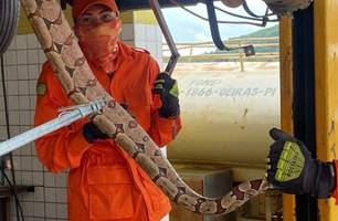 Jibóia é capturada dentro de veículo por equipe dos Bombeiros Militares de Oeiras (Foto: Reprodução)