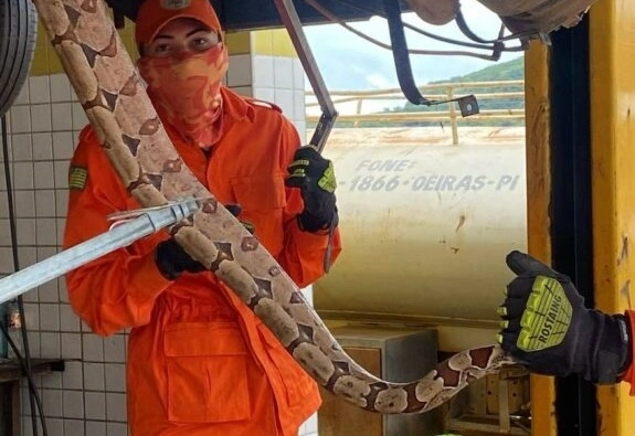Jibóia é capturada dentro de veículo por equipe dos Bombeiros Militares de Oeiras