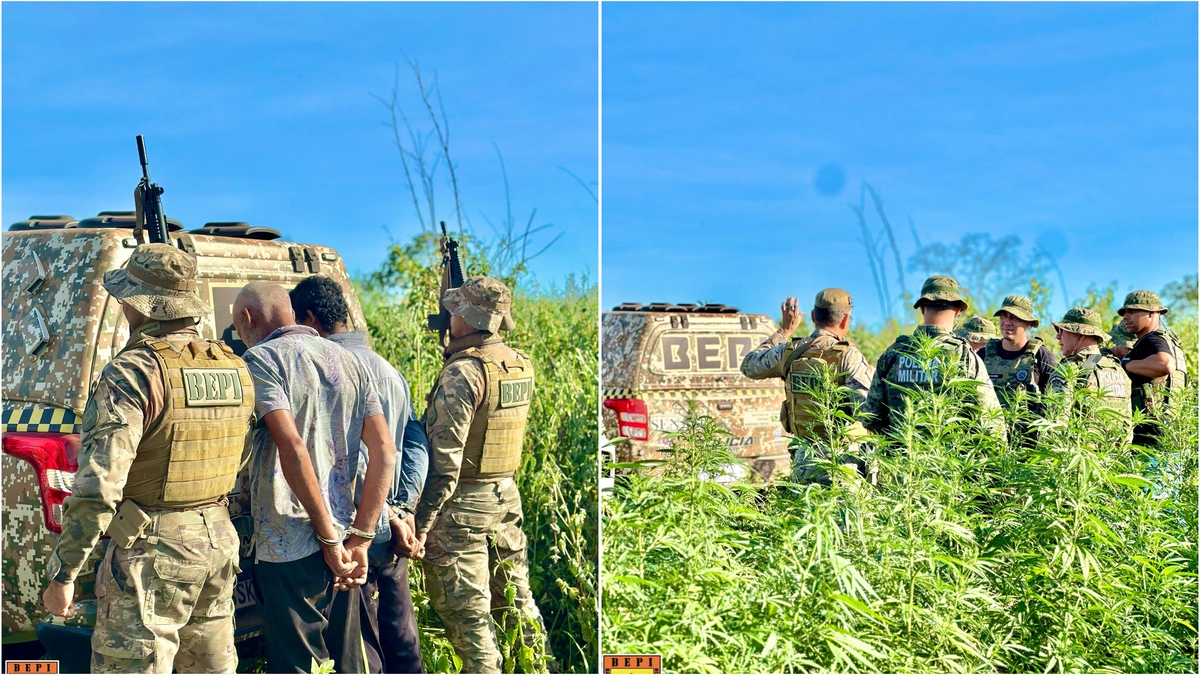 Operação no Piauí e Bahia destrói plantio de maconha de 3 hectares em Sebastião