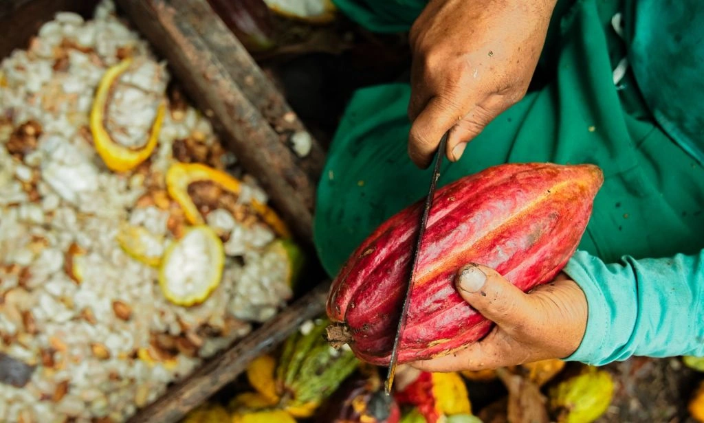 Ovos de páscoa ficam mais caros este ano com aumento no preço do cacau