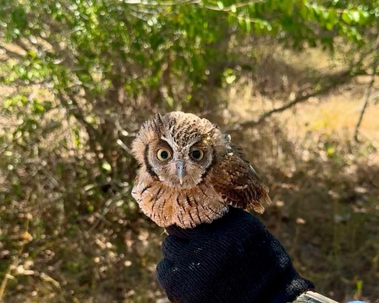 Programa Estadual de Proteção à Fauna Silvestre é instituído no Piauí